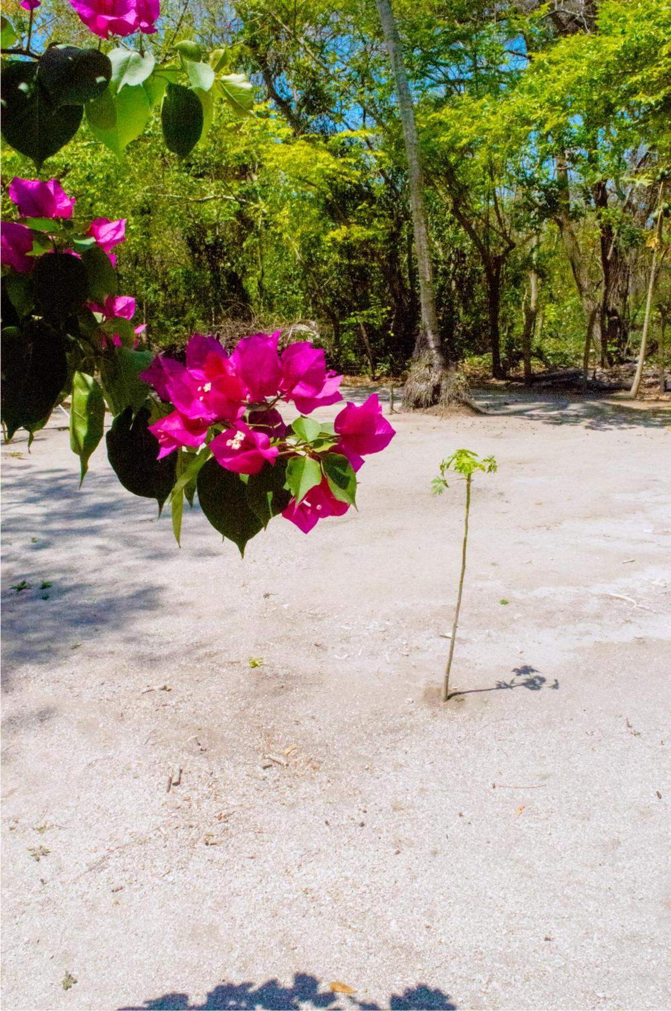 Palma Plata Islas Del Rosario Исла Гранде Екстериор снимка